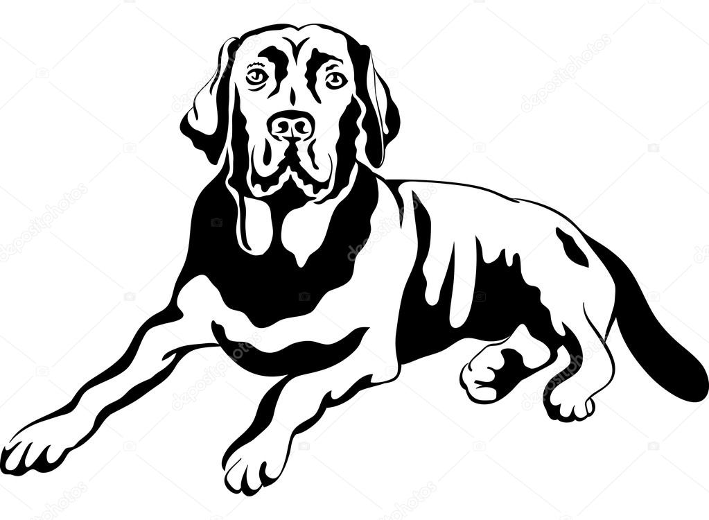 1023x750 Vector Sketch Dog Breed Labrador Retrievers Stock Vector