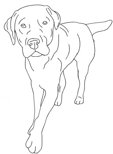 Labrador Retriever Drawing at GetDrawings | Free download