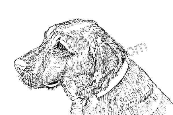 608x404 Sally, The Labrador Retriever Dog Portraits, Dog Paintings, Dog