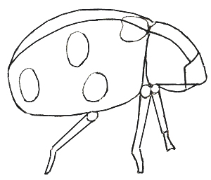 300x257 How To Draw A Ladybug