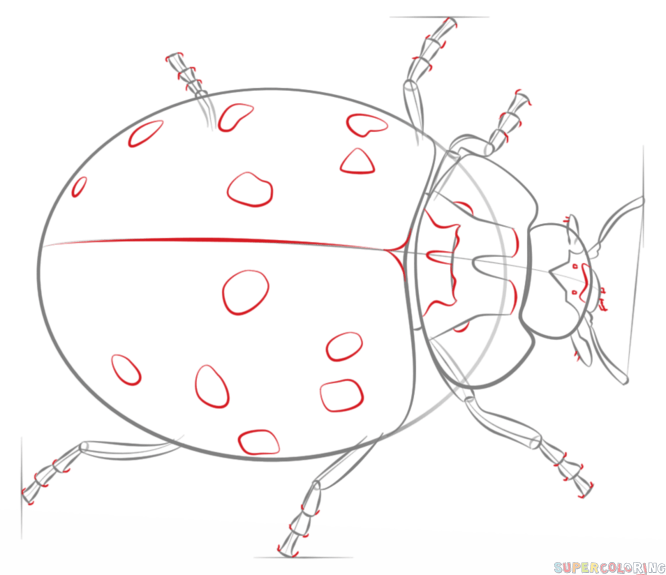 666x575 How To Draw A Ladybug Step By Step. Drawing Tutorials For Kids