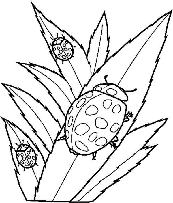 600x703 Drawing Of Lady Bug Coloring Page Color Luna
