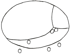 300x237 How To Draw A Ladybug