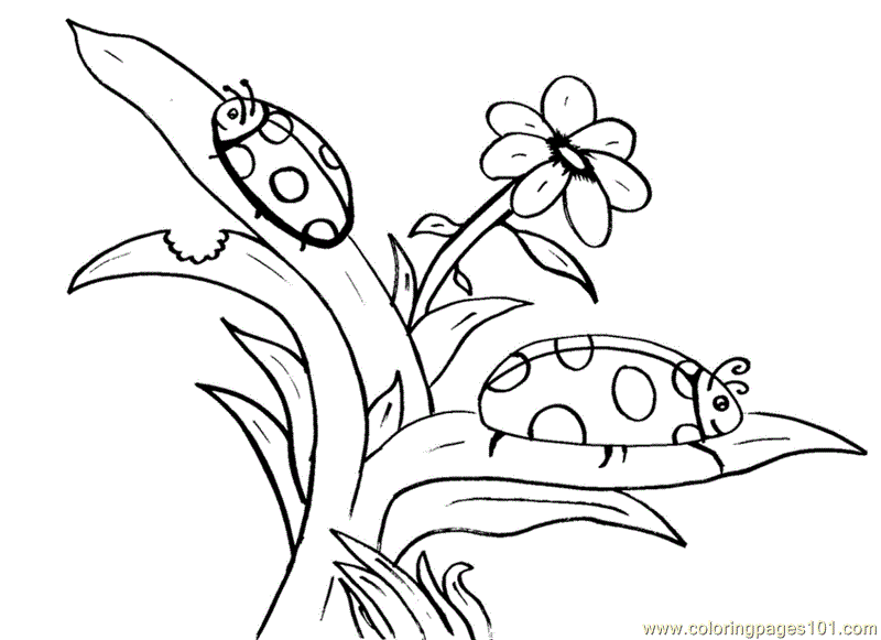 800x581 Ladybug Flower Coloring Page