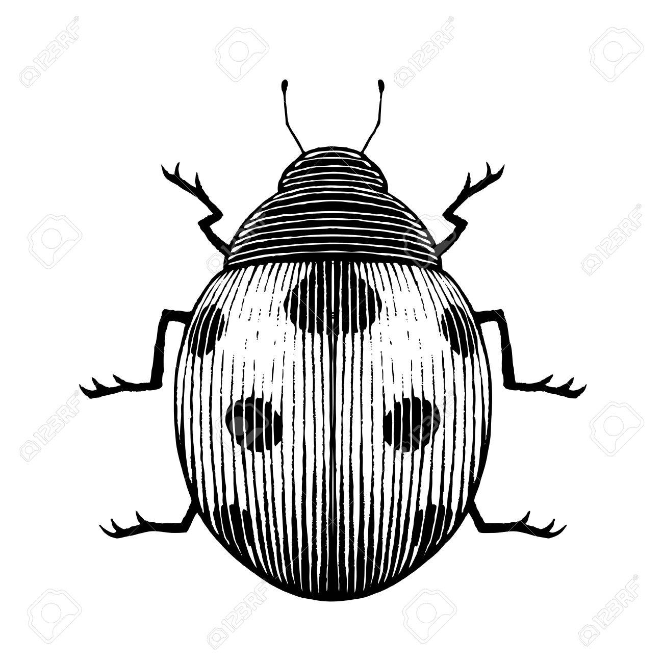 1300x1296 Vector Illustration Scratchboard Style Ink Drawing