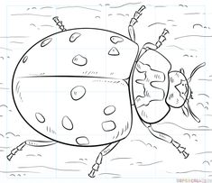 235x203 How To Draw A Ladybug Step By Step. Drawing Tutorials For Kids