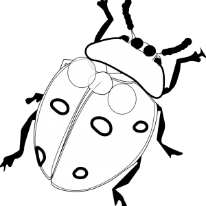 300x300 Adult Ladybug Drawing Ladybug Drawing Pictures. Drawing Sketches