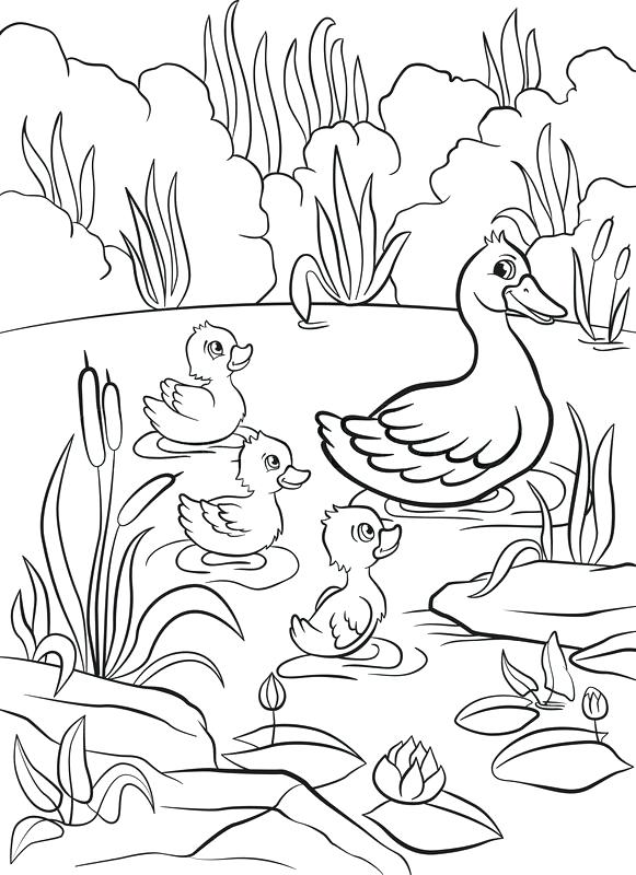 581x800 Pond Coloring Page Coloring Pages Little Cute Duck Swims On