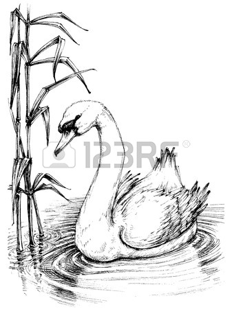 337x450 Swan On Lake Sketch Royalty Free Cliparts, Vectors, And Stock
