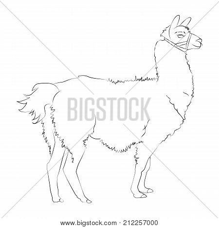 Lama Drawing