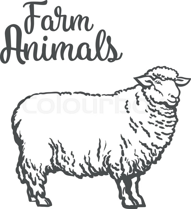 732x800 White Sheep Isolated, Vector Sketch Drawn By Hand On A Light