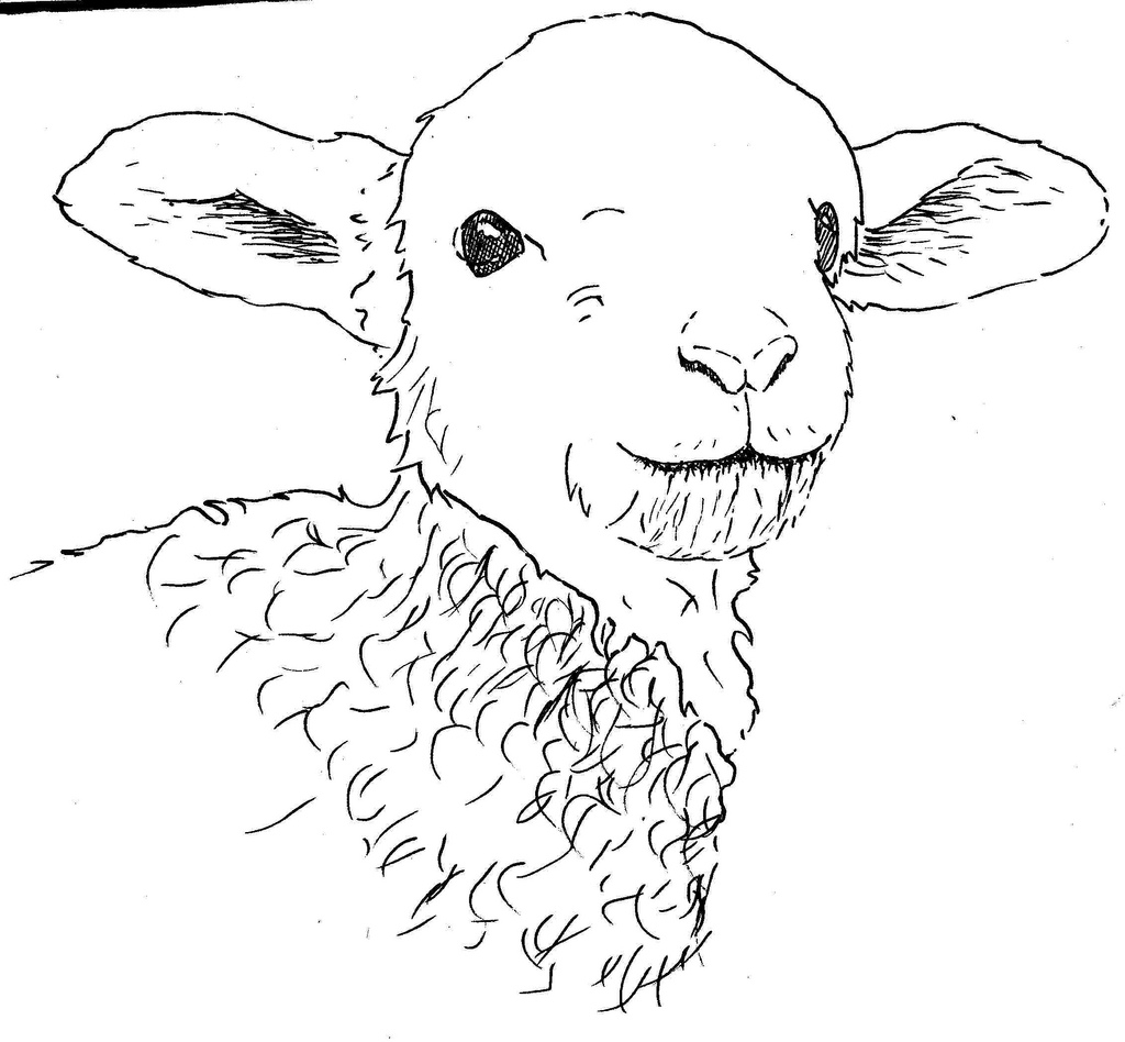1024x948 Drawing Of A Lamb