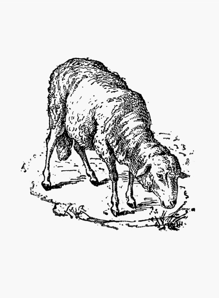 740x1005 A Guide To Meat Lamb