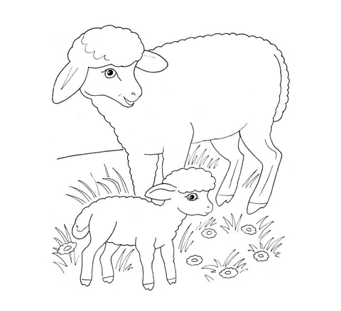 480x438 Sheep Mother And Lamb Coloring Page Free Printable Coloring Pages