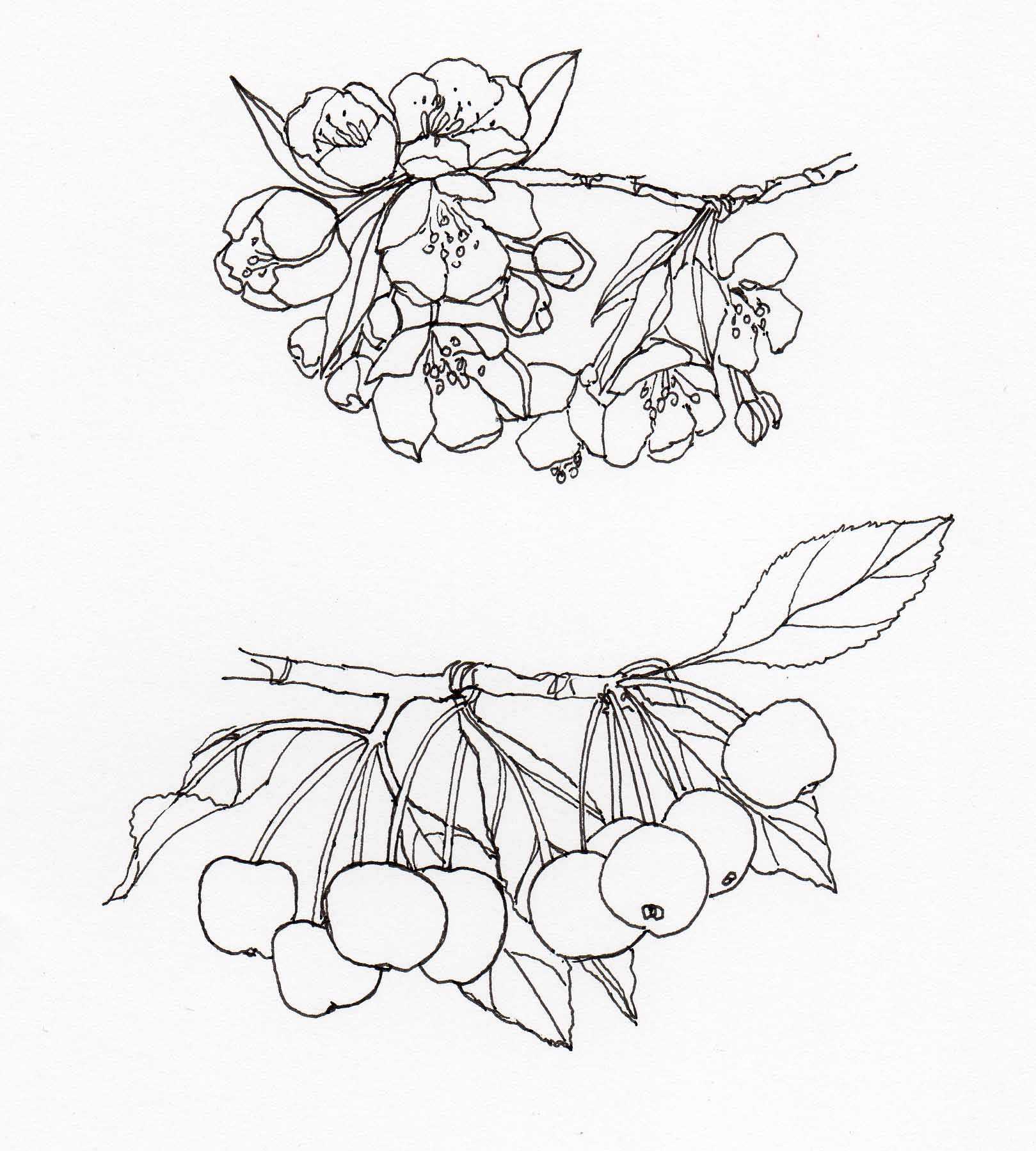 1619x1799 Drawing Malus Hupehensis2 Veitch Lamp Post Trail