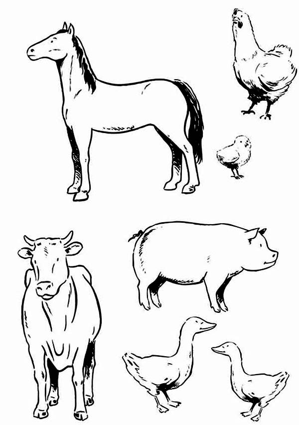 600x853 Farm Animal Coloring Pages Coloring Pages