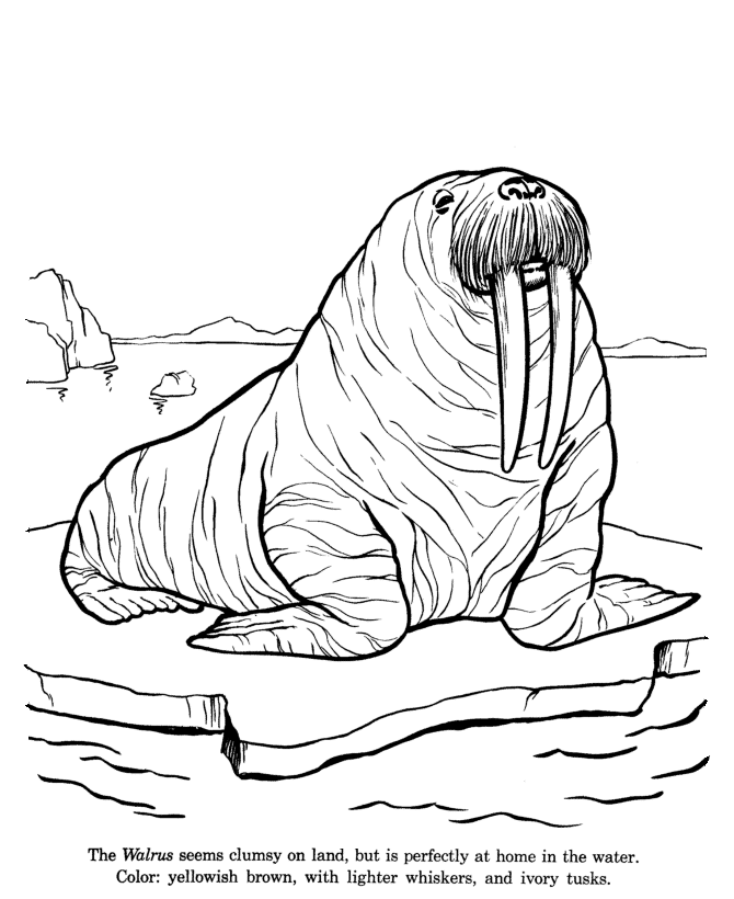 670x820 Animal Drawings Coloring Pages Walrus Animal Identification