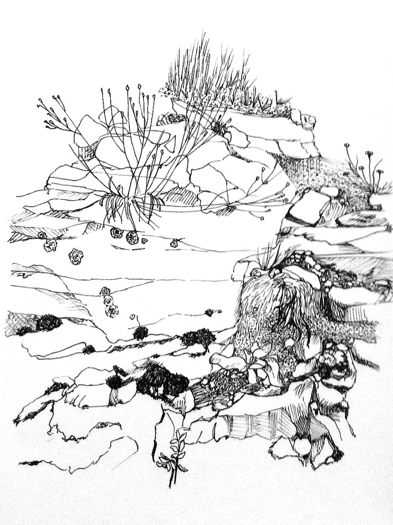 767x1024 Sketches A Is For Anika