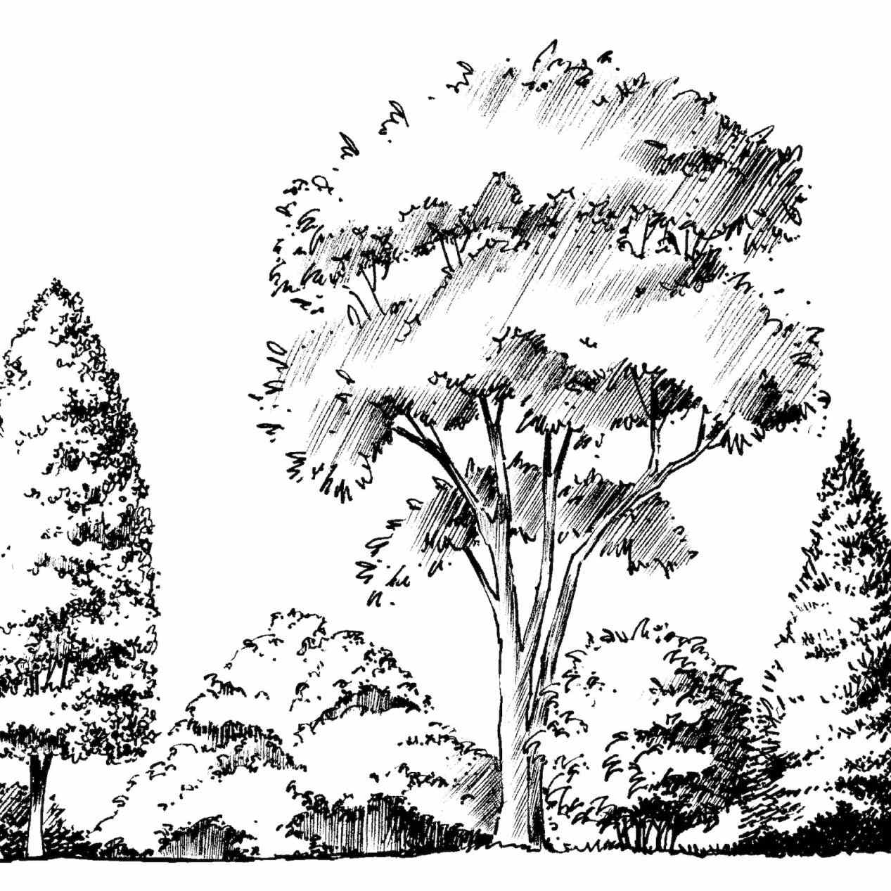 1267x1267 Landscape Drawing Different Landscapes Pine Trees Hand Stock