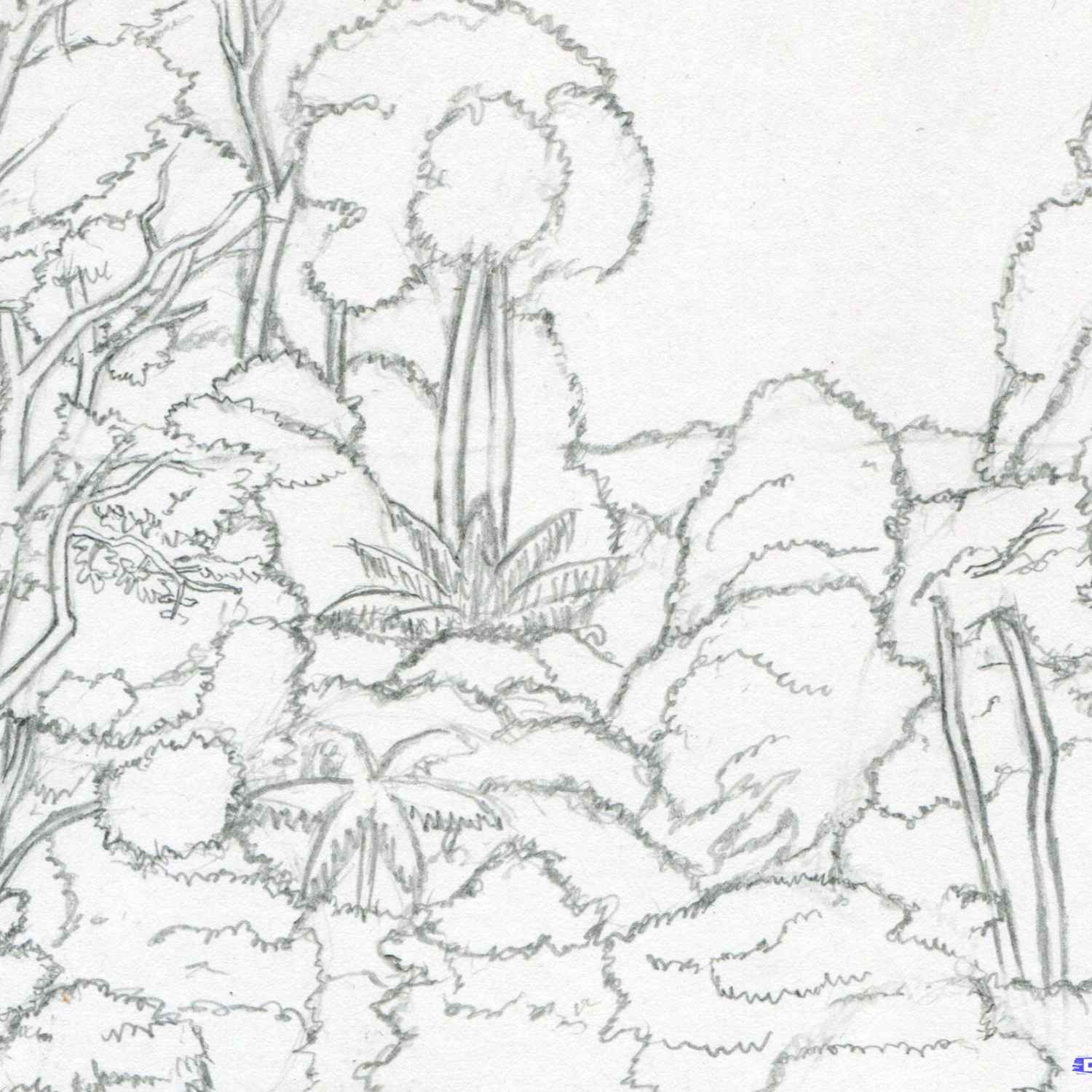 1500x1500 Drawing Of A Tropical Rainforest Drawn Rainforest Jungle Landscape