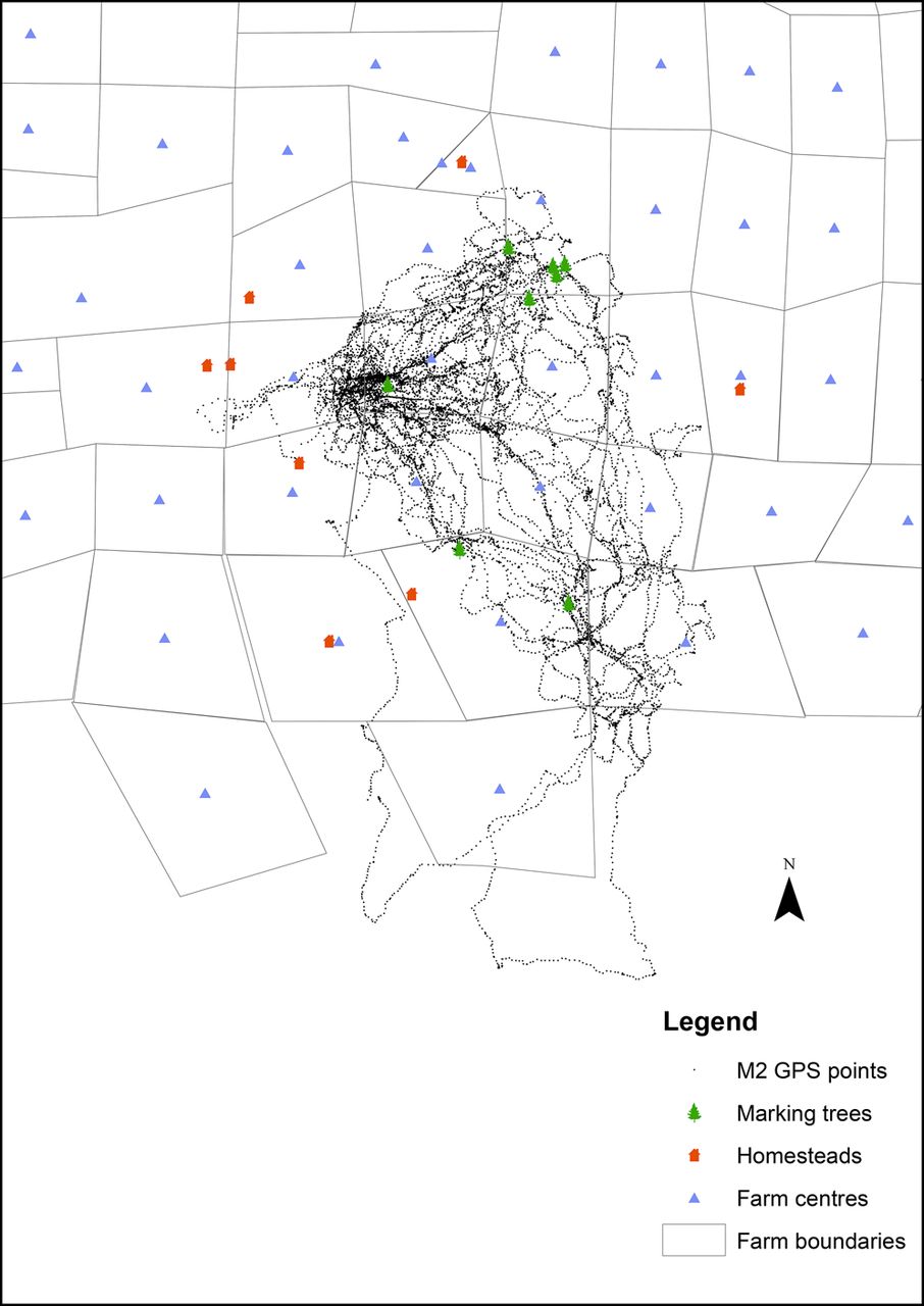 906x1280 Movement Patterns Of Cheetahs (Acinonyx Jubatus) Farmlands