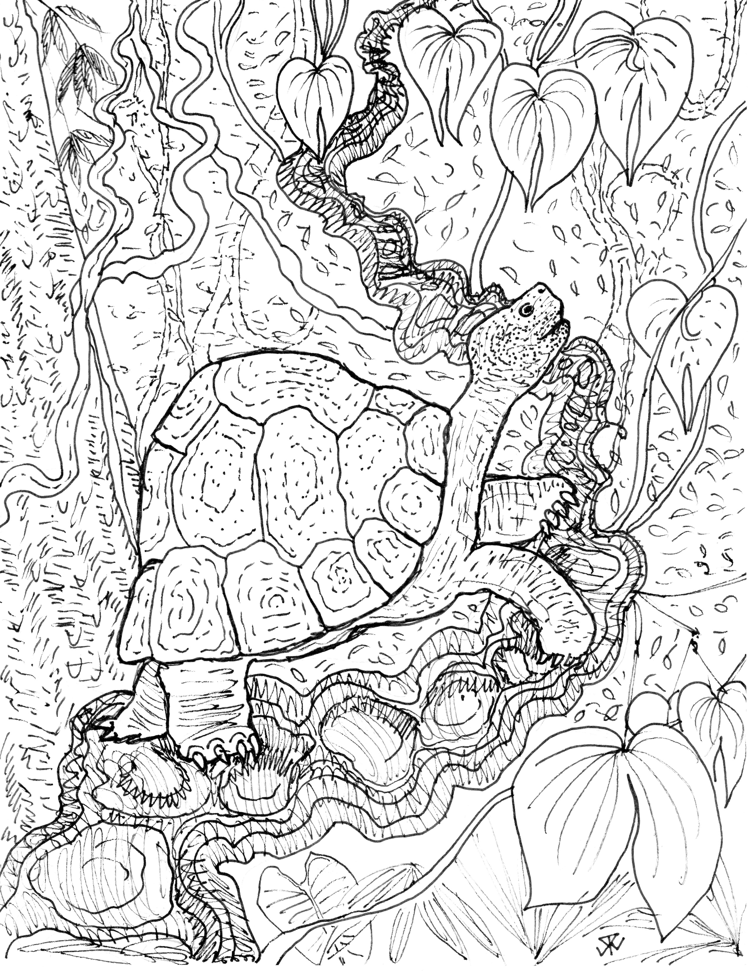 2544x3306 Drawing Of A Tropical Rainforest How To Draw A Rainforest