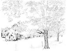 236x177 Pen And Ink Drawings Tree Foliage, How To Draw Tree Leaves, Pen