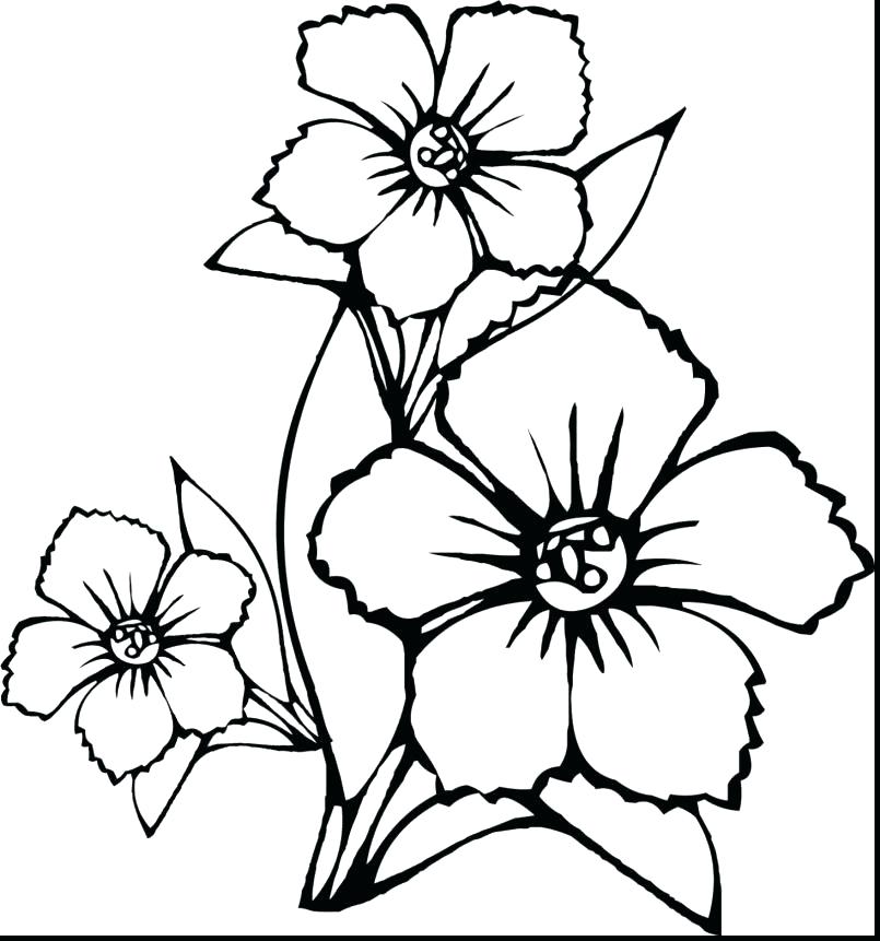 805x861 Hibiscus Flower Coloring Pages Coloring Pages For Spring Flowers