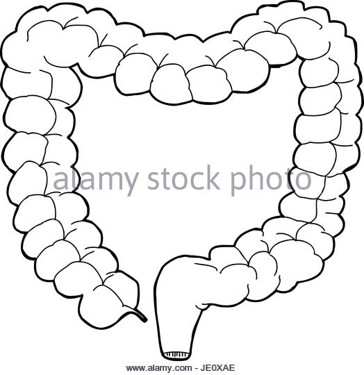 524x540 Large Intestine Black And White Stock Photos Amp Images
