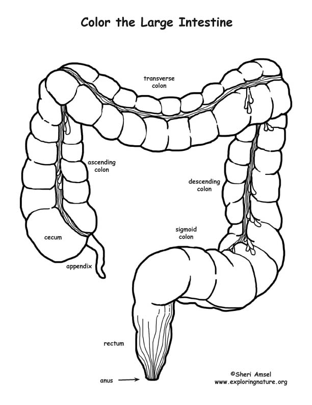 612x792 Large Intestine Coloring Page