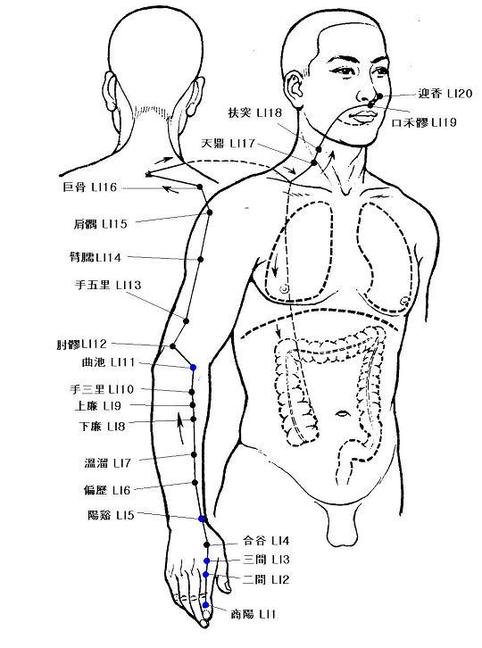 Large Intestine Drawing at GetDrawings | Free download