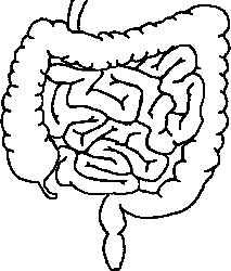 Large Intestine Drawing at GetDrawings | Free download