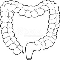 201x199 Outlined Large Intestine Stock Vectors