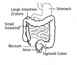 300x256 Small Intestine