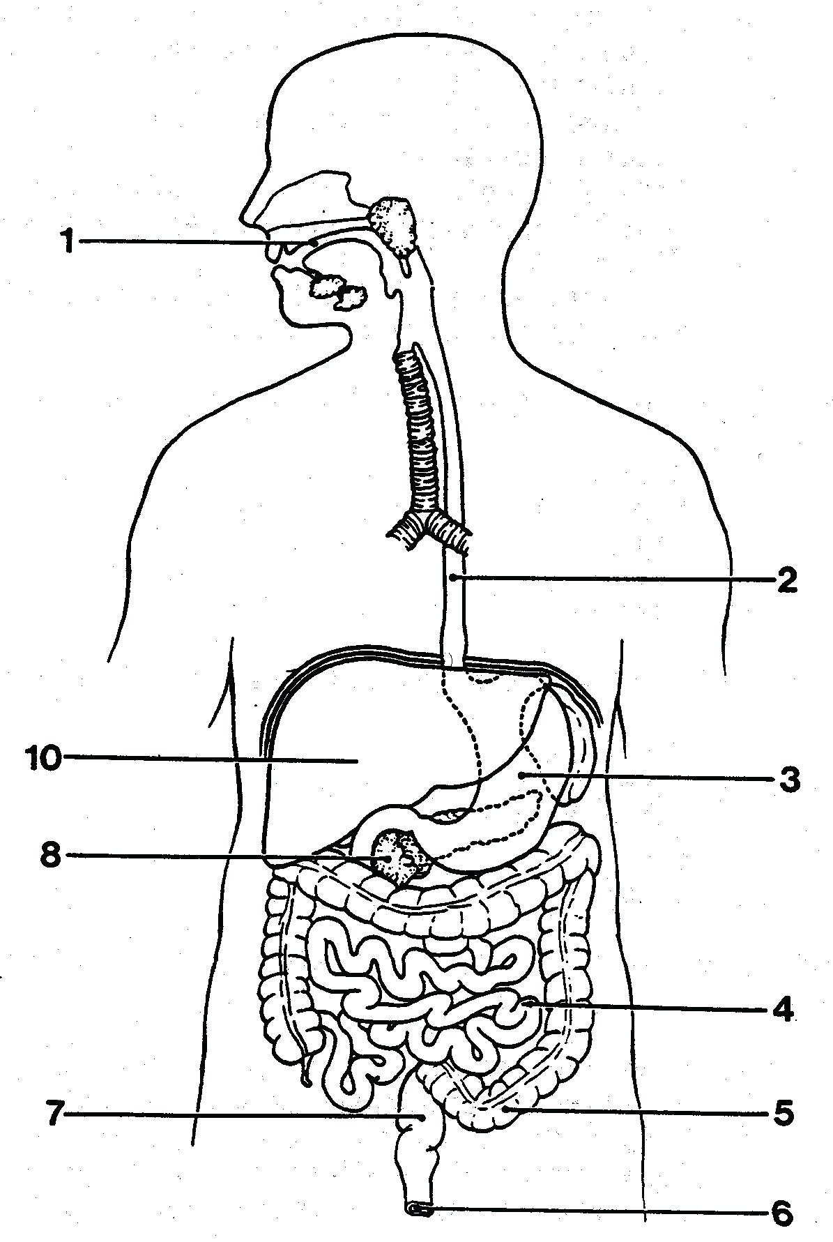 1195x1781 Diagram Large Intestine Diagram Blank