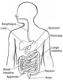 252x320 Difference Between The Small And Large Intestines Common