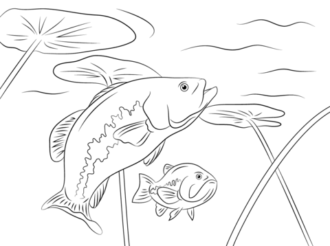 480x358 Largemouth Basses Coloring Page Free Printable Coloring Pages