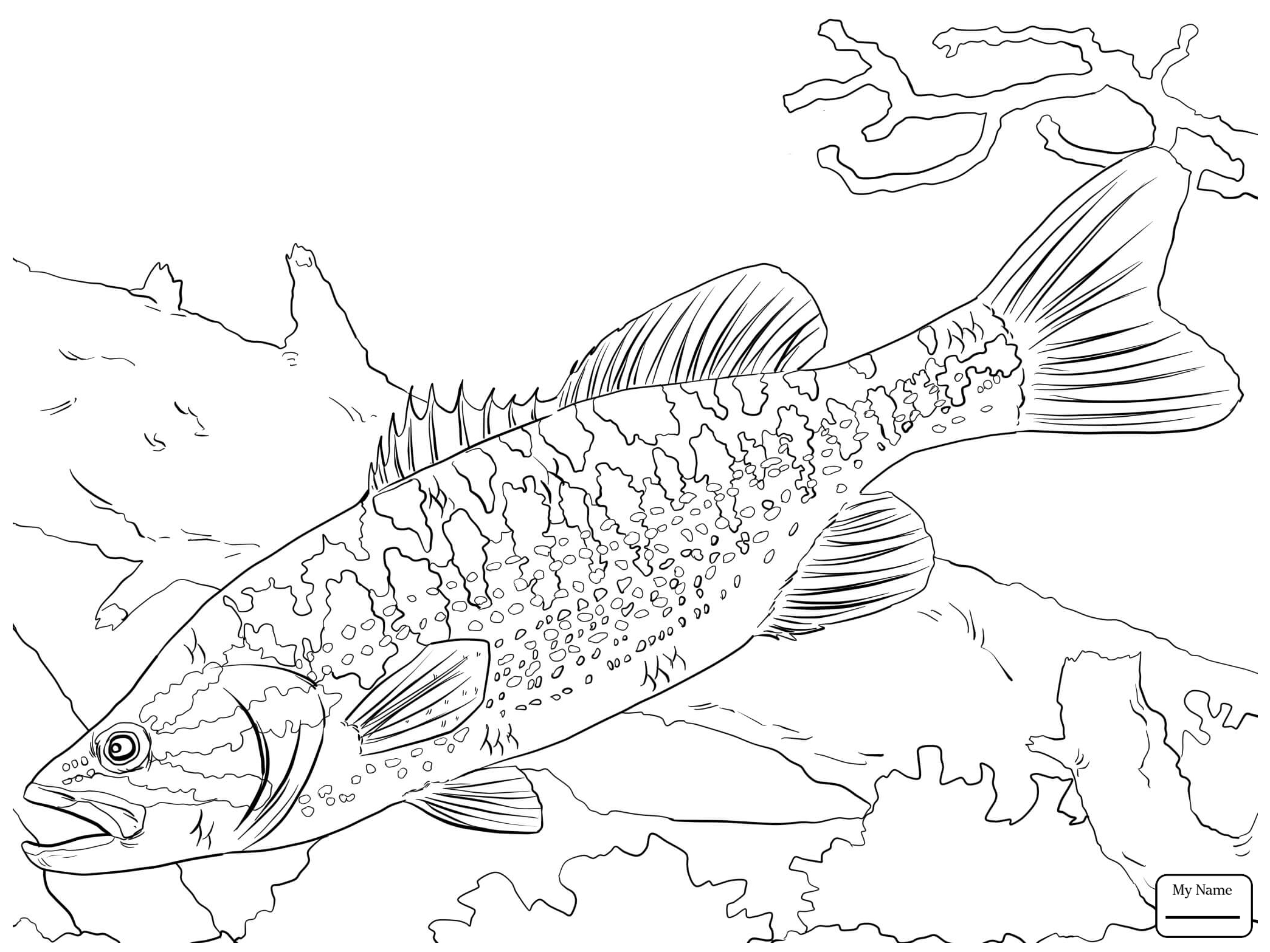 2089x1567 Fish Basses Largemouth Basses Basses Coloring Pages For Kids