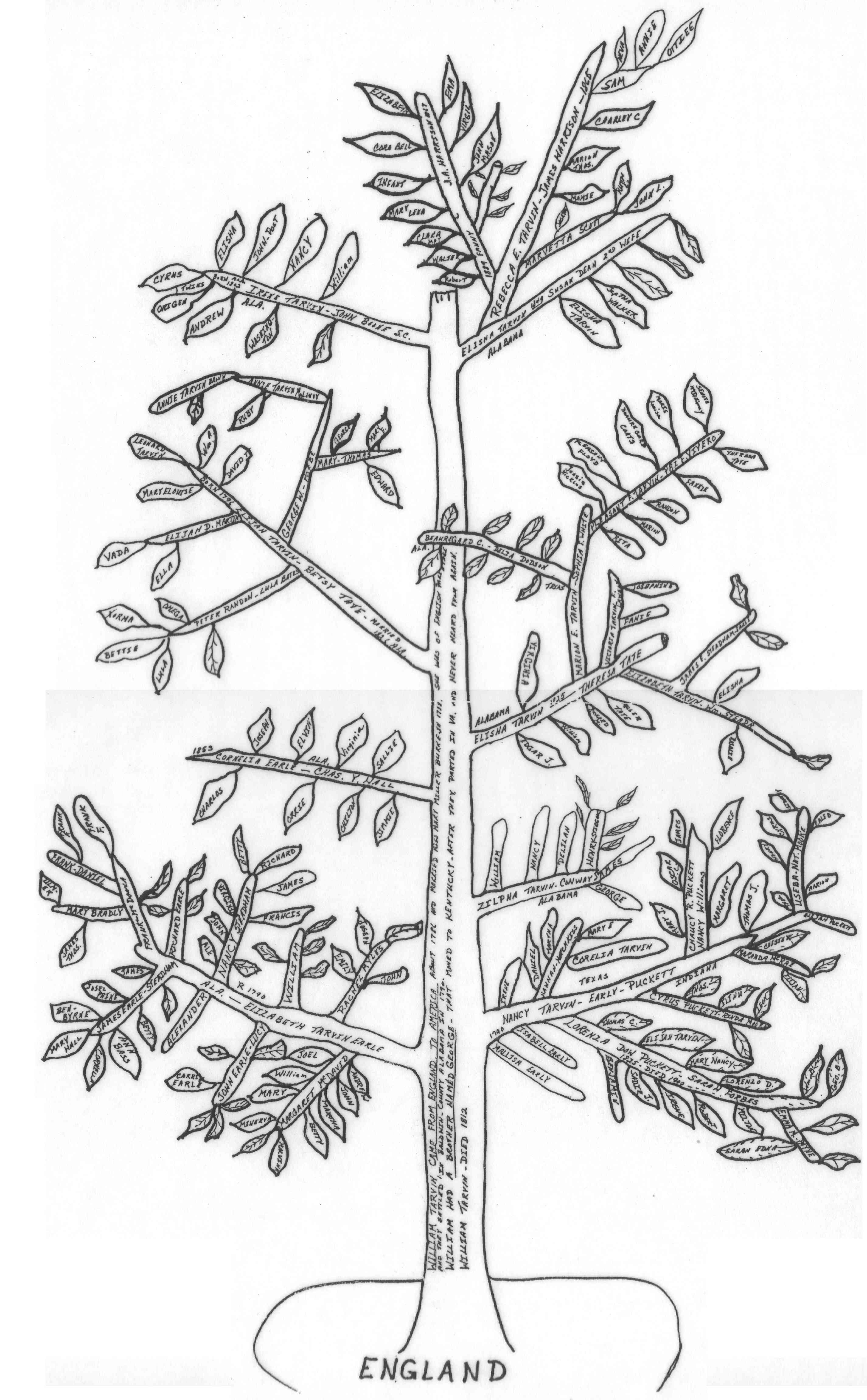 2850x4600 The Tarvin Family Trees