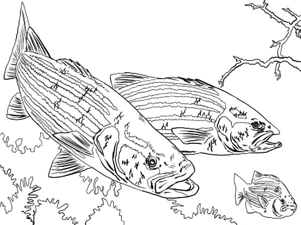 600x449 Largemouth Bass Coloring