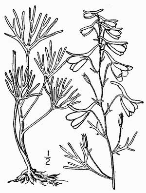 300x396 Low Larkspur