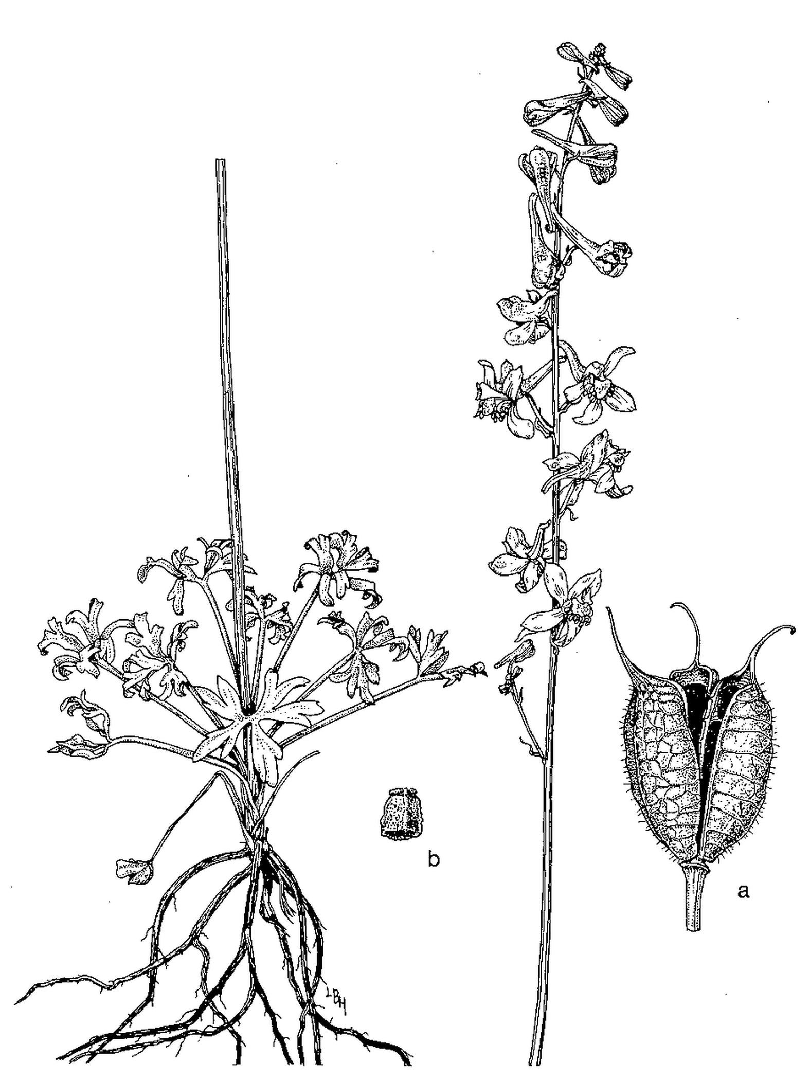 1575x2100 Plants Of The Post Anthropocene 4. Barestem Larkspur