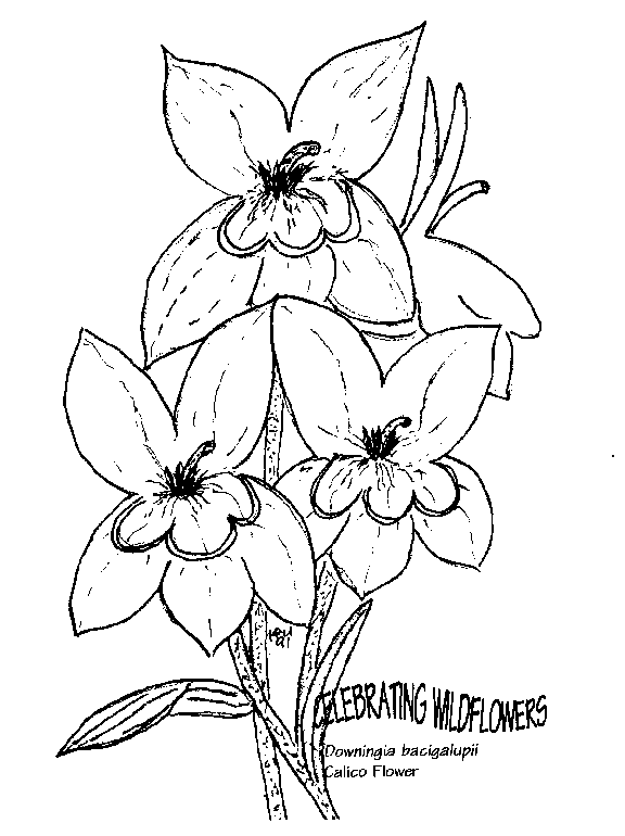 576x770 Umatilla National Forest