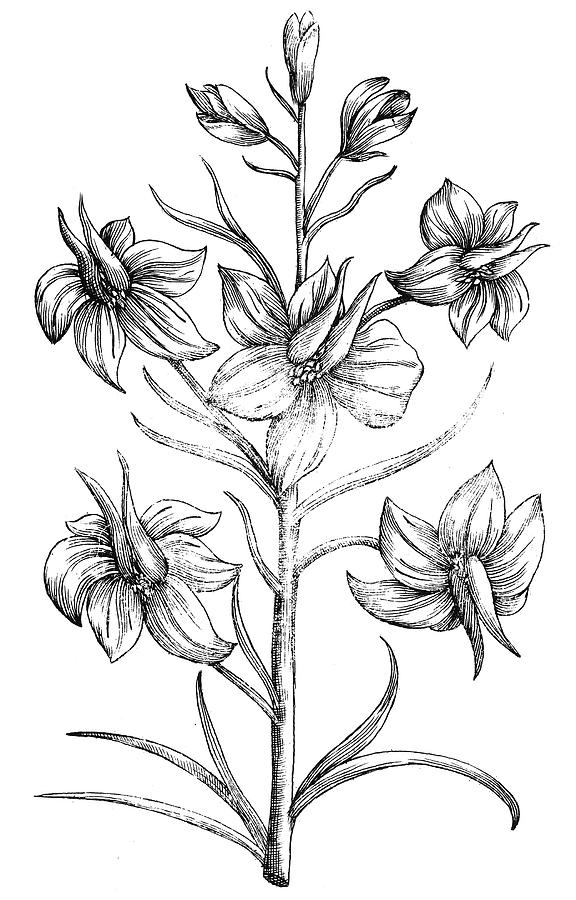 576x900 Black And White Drawing Larkspur Flower