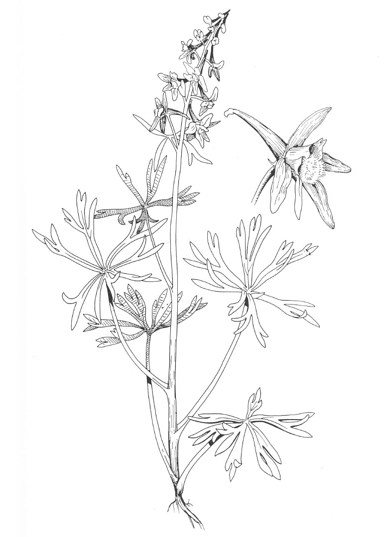 775x1079 Yellow Wild Flowers