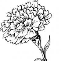 200x200 Hawthorn Flower Tattoo
