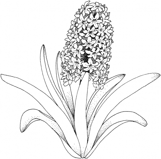 534x525 Hyacinth Clipart Dead Flower