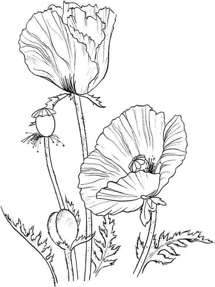 750x1000 Poppy Flower Coloring Pages. Download And Print Poppy Flower
