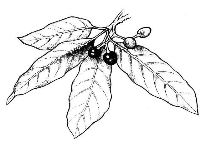 658x471 Most Pernicious Of Weeds Indian Laurel, Litsea (Litsea Glutinosa