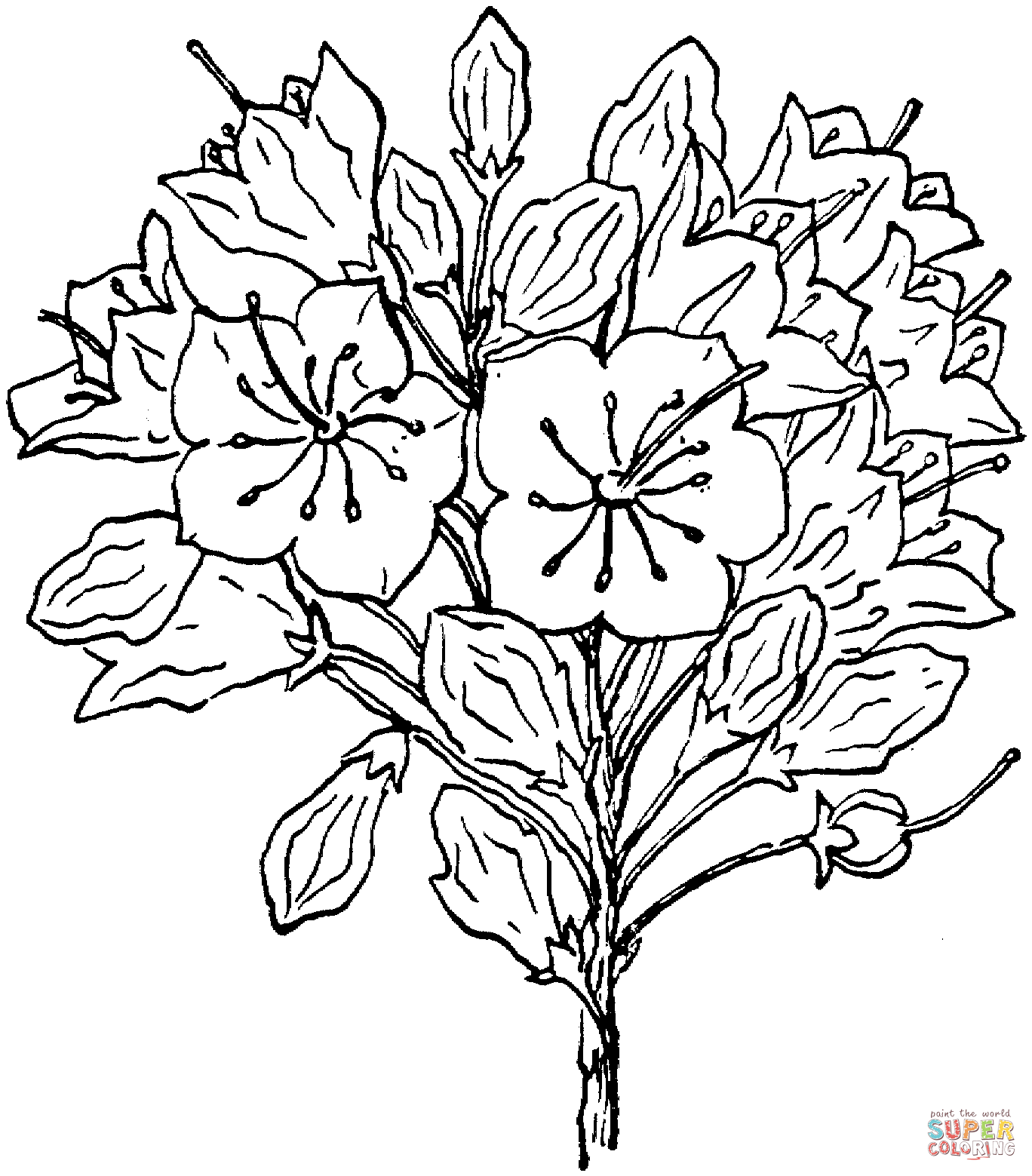 1368x1559 Mountain Laurel Coloring Page Free Printable Coloring Pages